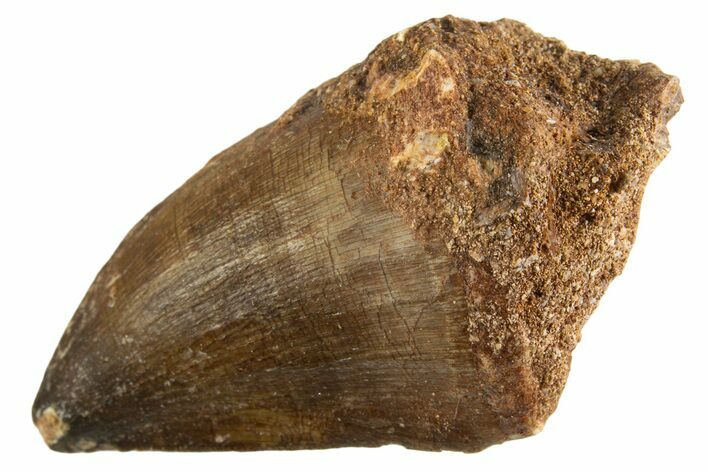 Fossil Mosasaur (Thalassotitan) Tooth - Morocco #332971